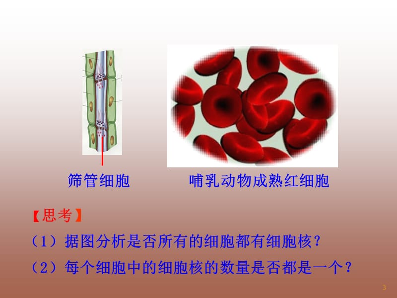 高中生物第3章第3节细胞核系统的控制中心优质新人教版必修1ppt课件_第3页