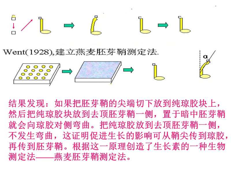 《植物生长物质》PPT课件.ppt_第3页