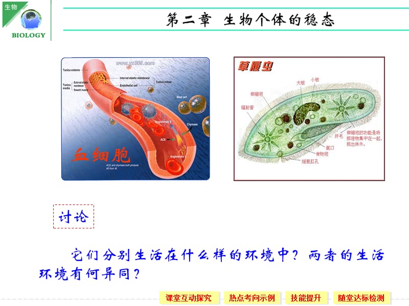 《人体内环境的稳态》PPT课件.ppt_第2页