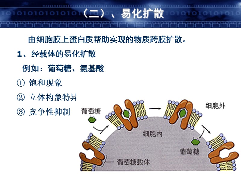 《细胞的基本功能》PPT课件.ppt_第3页