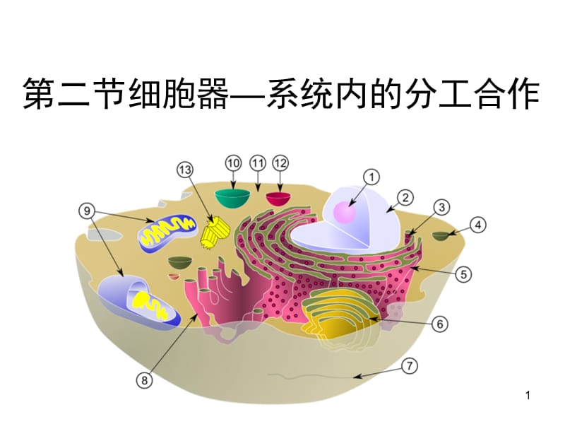 细胞器系统内的分工合作ppt课件_第1页