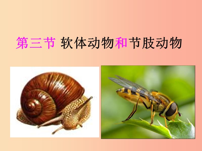 八年級(jí)生物上冊(cè) 5.1.3《軟體動(dòng)物和節(jié)肢動(dòng)物》課件3 新人教版.ppt_第1頁(yè)