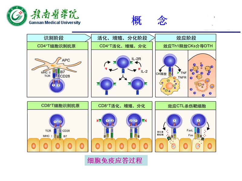 T淋巴细胞介导的适应性免疫应答.ppt_第3页