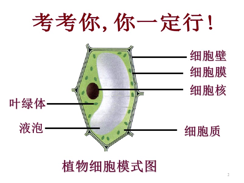 细胞的生活ppt课件_第2页