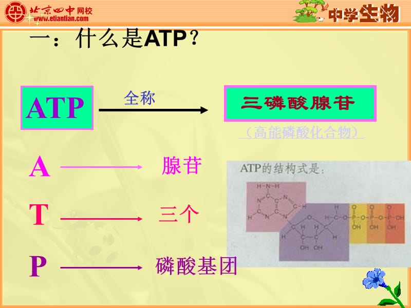 《细胞中的能量通货》PPT课件.ppt_第3页