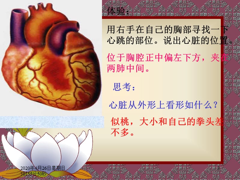 《输送血液的泵心脏》PPT课件.ppt_第3页