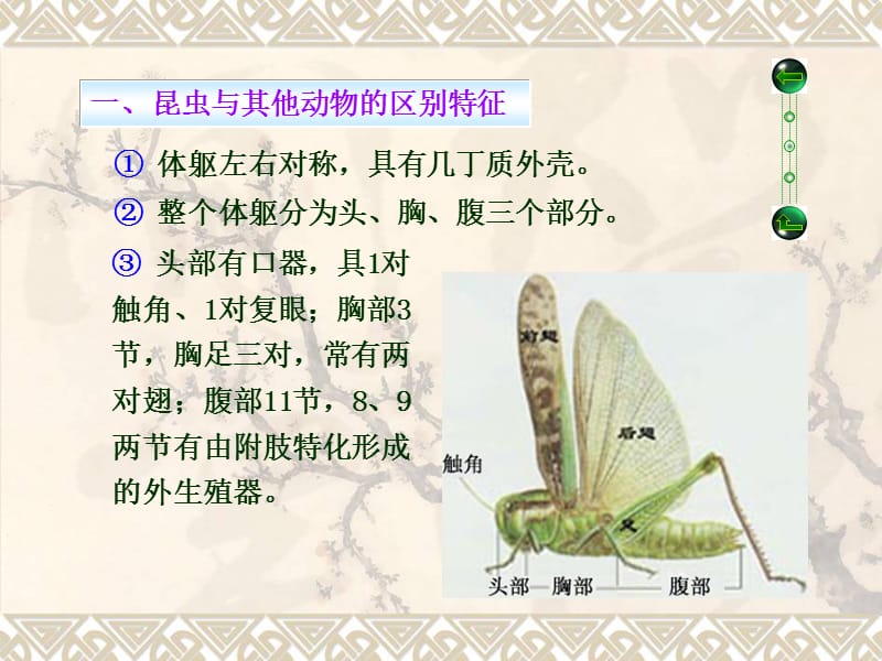 《昆虫的基本特征》PPT课件.ppt_第2页