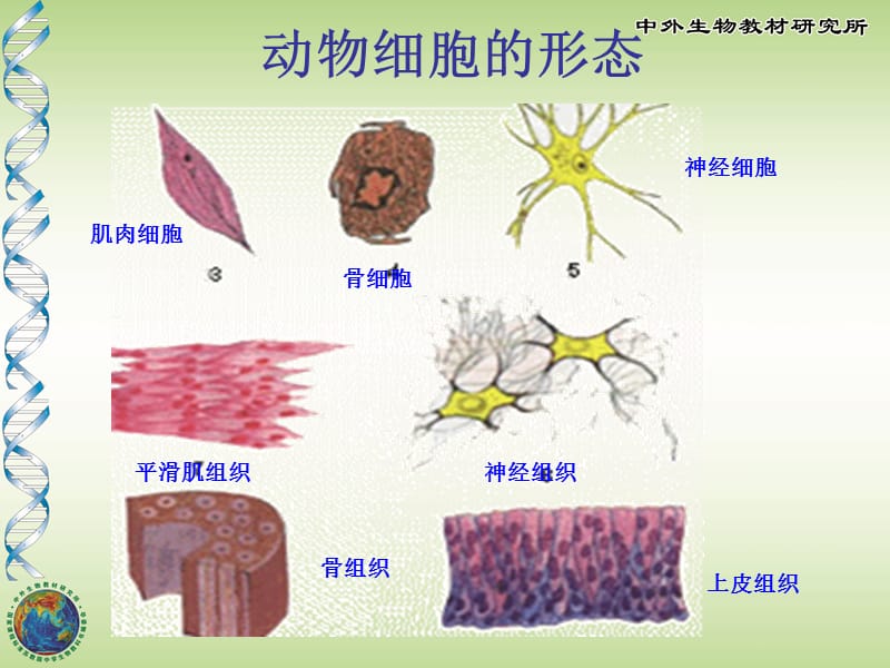 《人和动物细胞》PPT课件.ppt_第2页