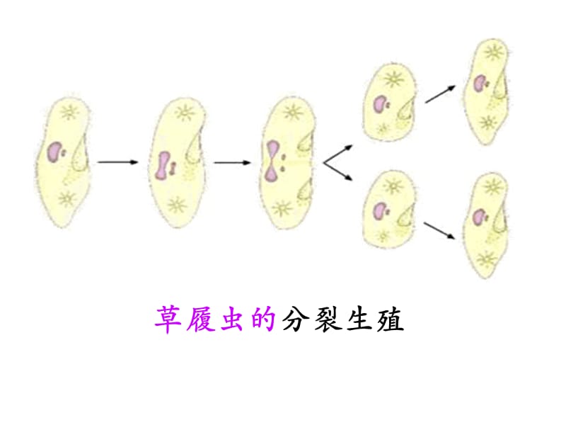 《动物的有性生殖》PPT课件.ppt_第2页