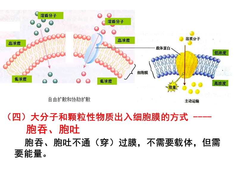 《生命科学》第三章知识要点.ppt_第3页