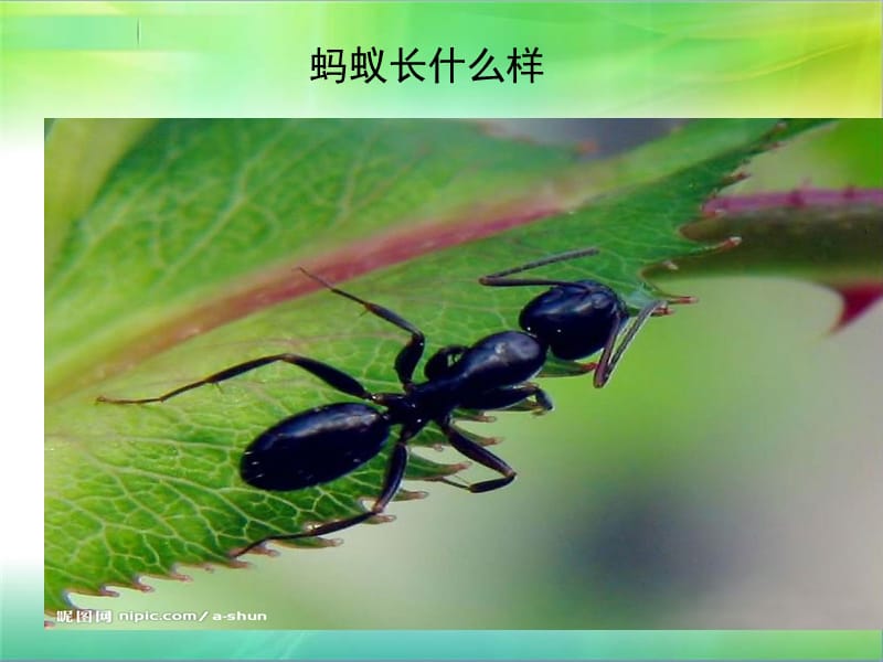 《观察蚂蚁作文》PPT课件.ppt_第3页