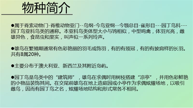 《园丁鸟品种介绍》PPT课件.ppt_第3页