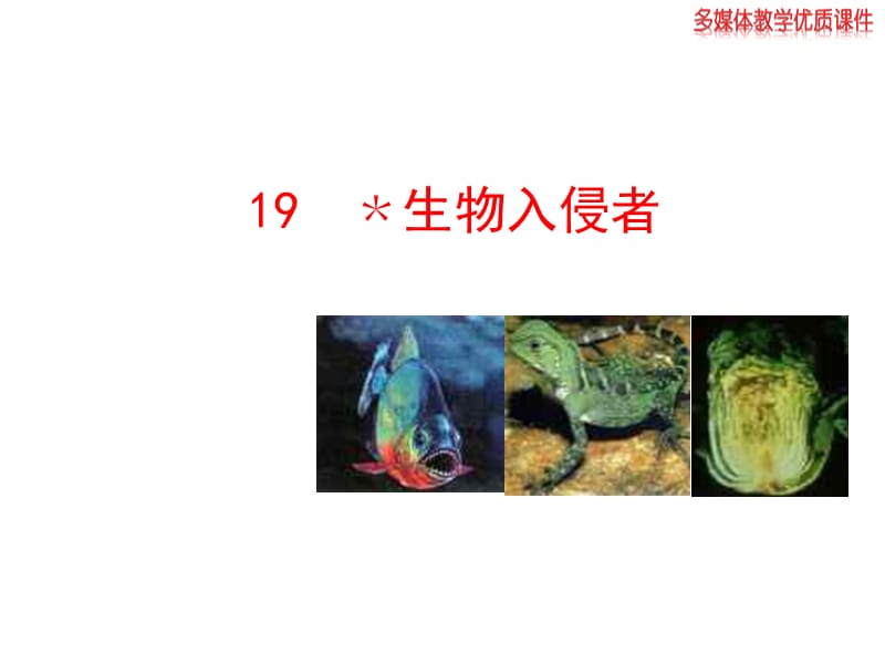 2013版人教版八年级语文上册《生物入侵者》课件.ppt_第1页