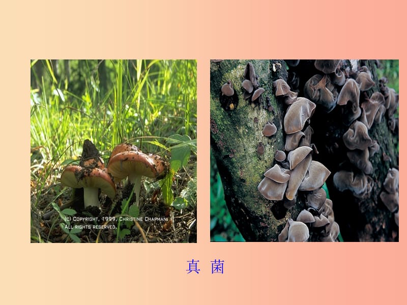 八年级生物上册 5.4.1《细菌和真菌的分布》课件2 新人教版.ppt_第3页