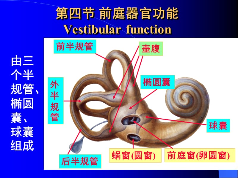 《前庭器官功能》PPT课件.ppt_第1页