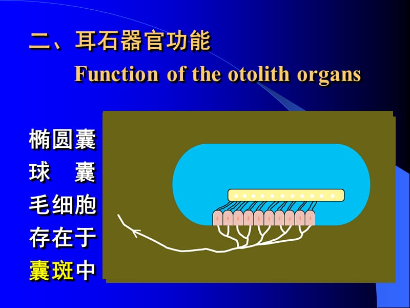 《前庭器官功能》PPT课件.ppt_第3页