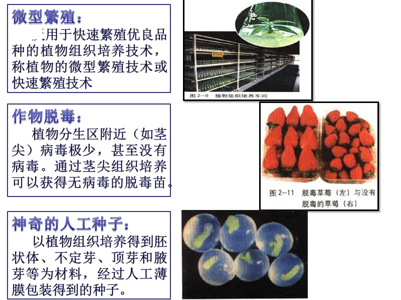 《植物细胞工程》PPT课件.ppt_第2页