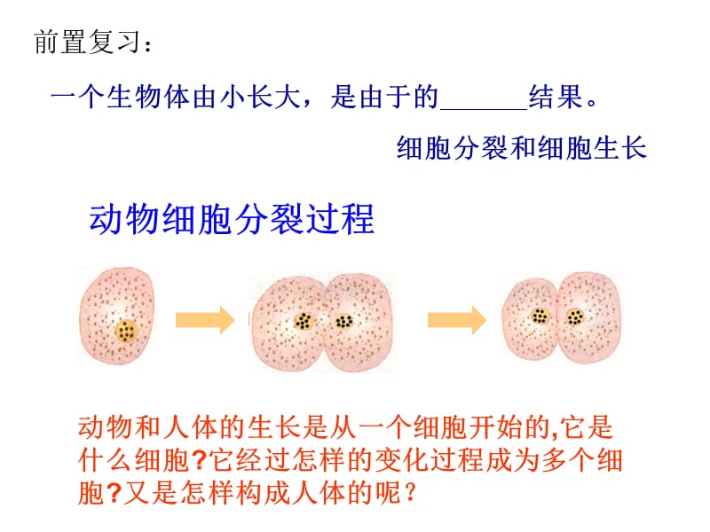 《动物体的结构层次》PPT课件.ppt_第1页