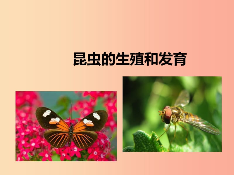 2019年八年级生物上册 4.2.1《昆虫的生殖和发育》课件1（新版）济南版.ppt_第1页