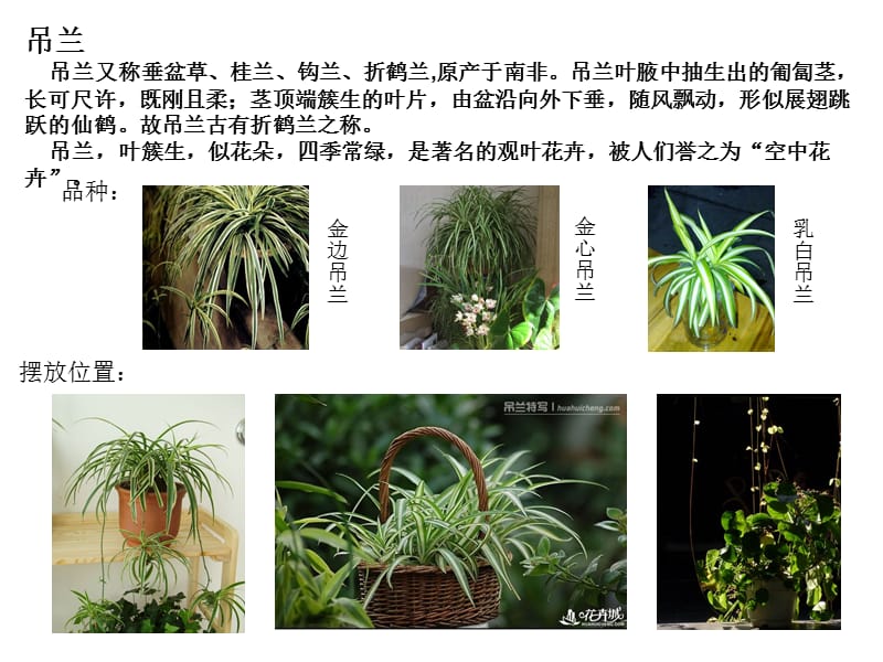 《室内绿色植物陈设》PPT课件.ppt_第2页