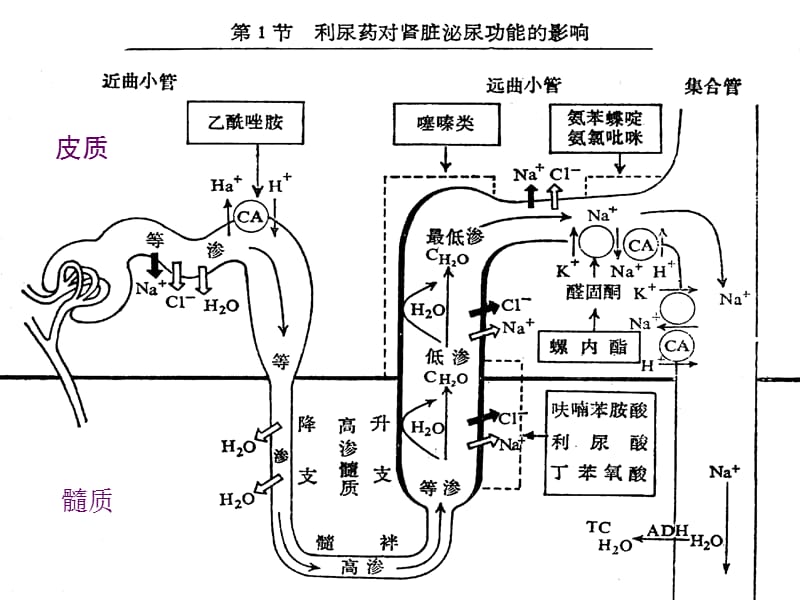 《水肿的临床用药》PPT课件.ppt_第2页