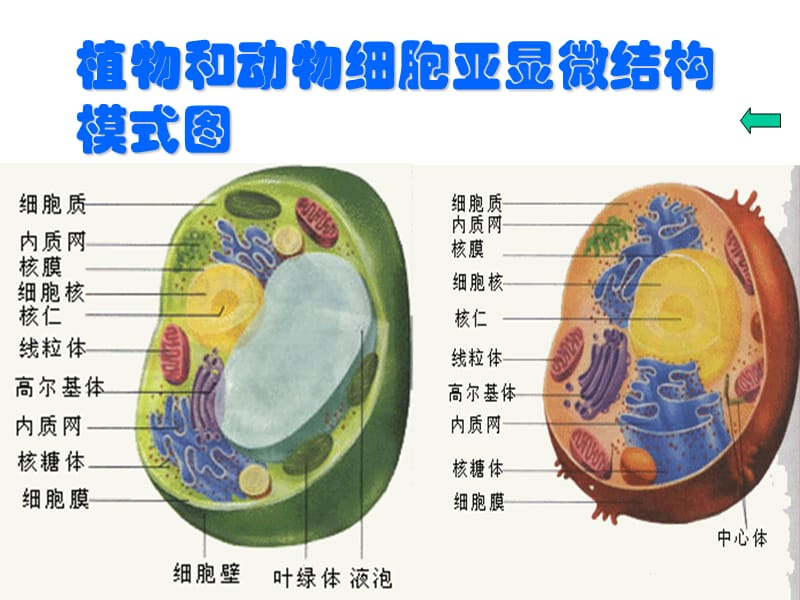 《生物与非生物细胞》PPT课件.ppt_第1页