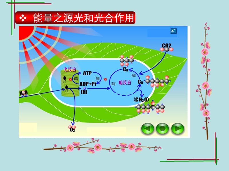 《光合作用的应用好》PPT课件.ppt_第1页