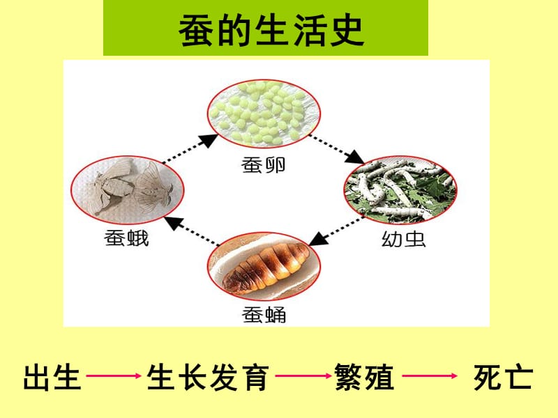 《蚕的生命周期》PPT课件.ppt_第3页