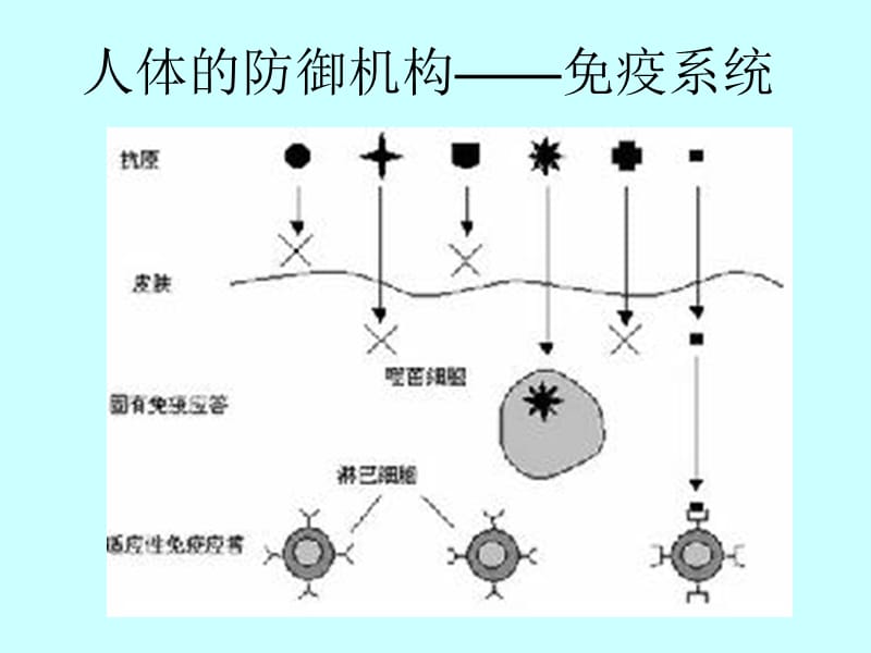 《人体的防御机构》PPT课件.ppt_第1页