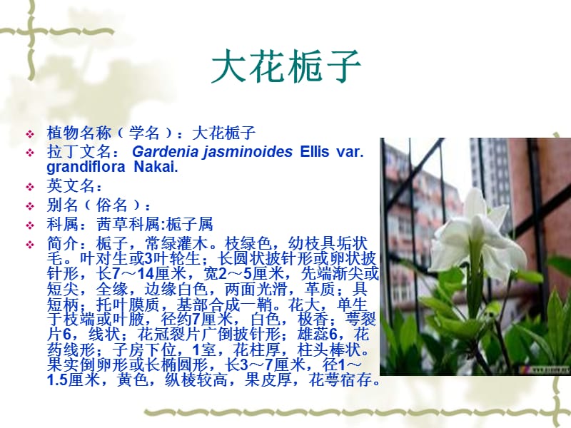 四川教育学院植被调查.ppt_第3页