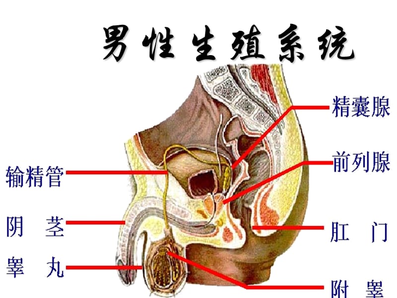 人的繁殖及生殖过程.ppt_第2页