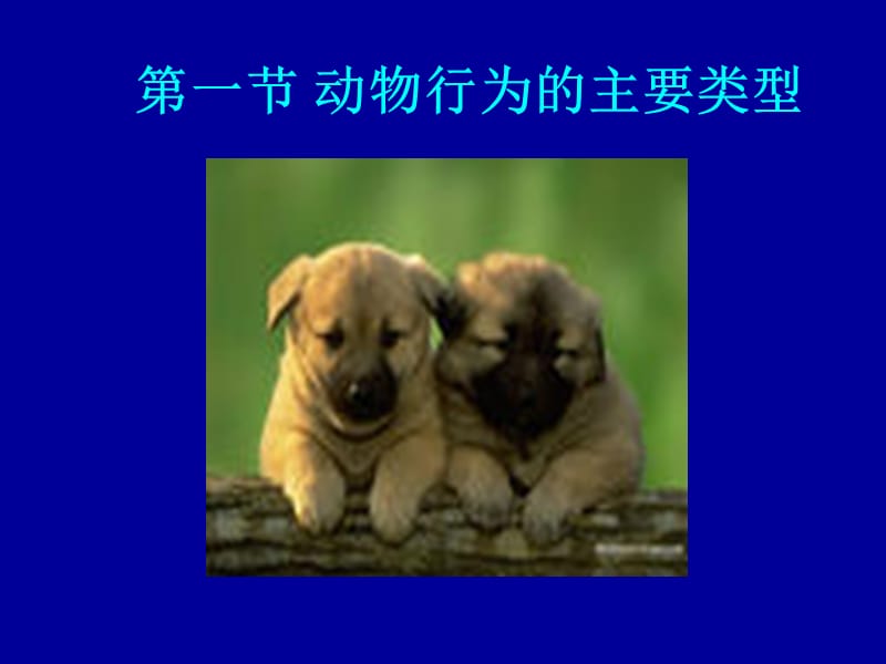 動物行為的主要類型.ppt_第1頁