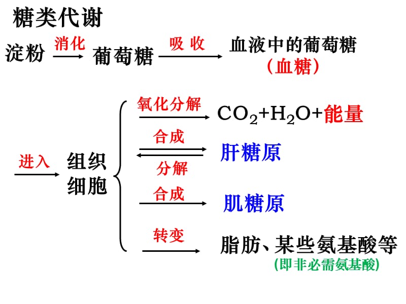 上海高考高三生物复习血糖的平衡及其调节.ppt_第1页