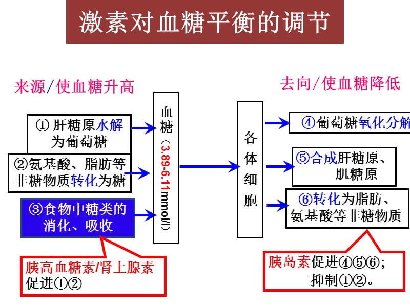 上海高考高三生物复习血糖的平衡及其调节.ppt_第2页