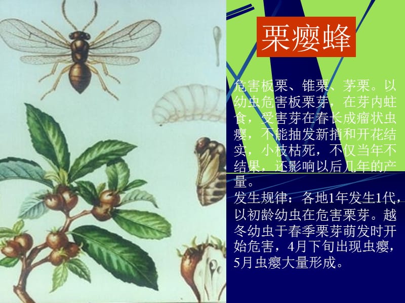 园林植物常见病虫害.ppt_第1页