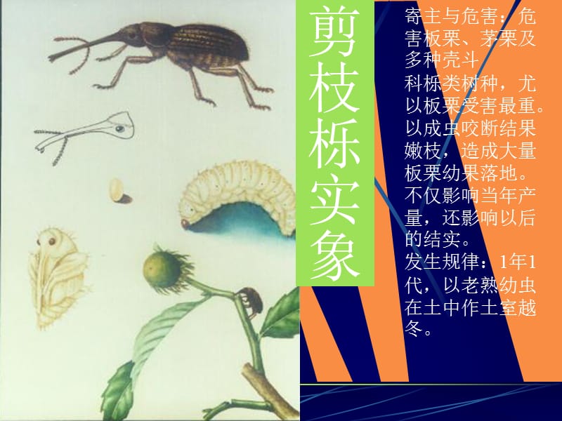 园林植物常见病虫害.ppt_第2页