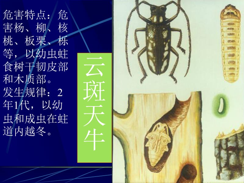 园林植物常见病虫害.ppt_第3页