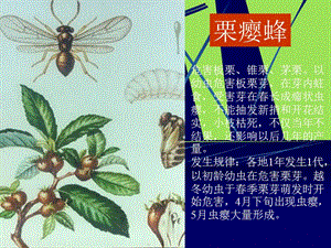 園林植物常見病蟲害.ppt