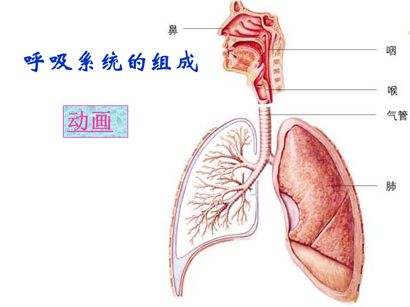 人体细胞获得氧气的过程精华版.ppt_第2页