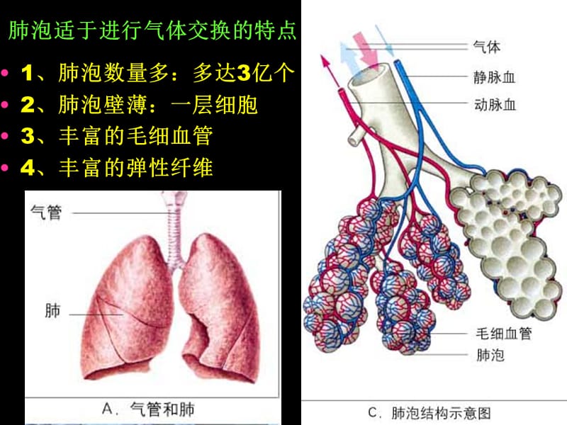 人体细胞获得氧气的过程精华版.ppt_第3页