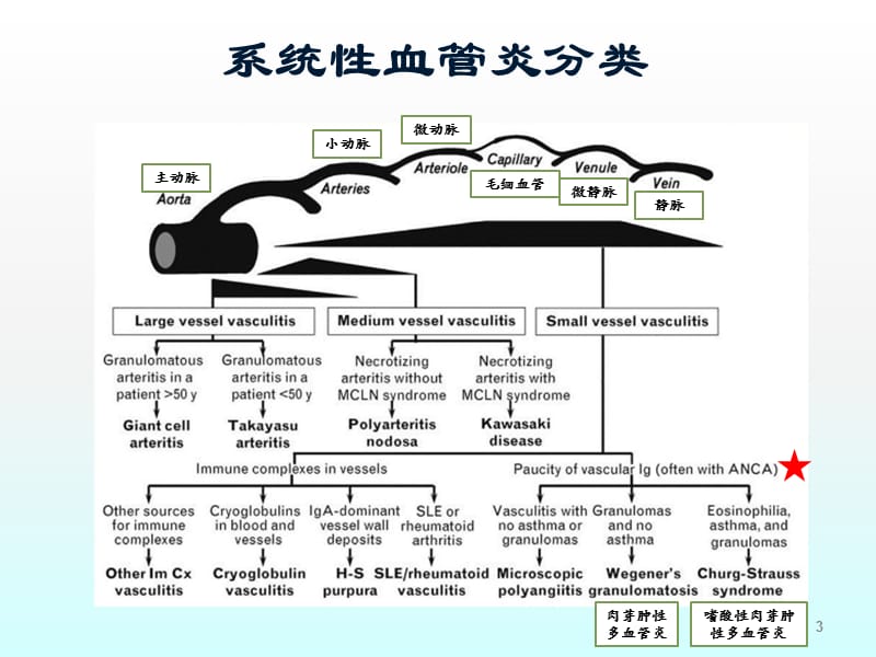 ANCA相关性血管炎ppt课件_第3页