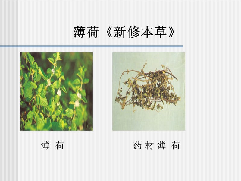 发散风热药(辛凉解.ppt_第3页