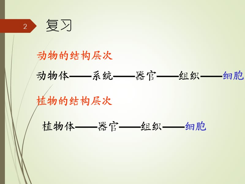 人教版第四节单细胞生物体ppt课件_第2页