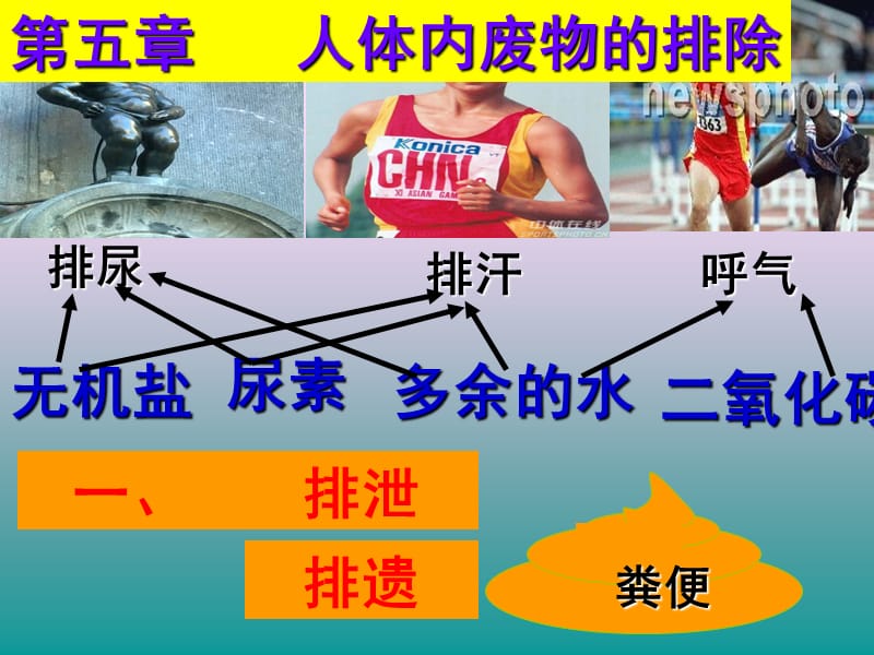 人体内废物的排出ppt.ppt_第2页