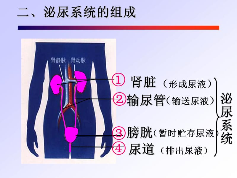 人体内废物的排出ppt.ppt_第3页