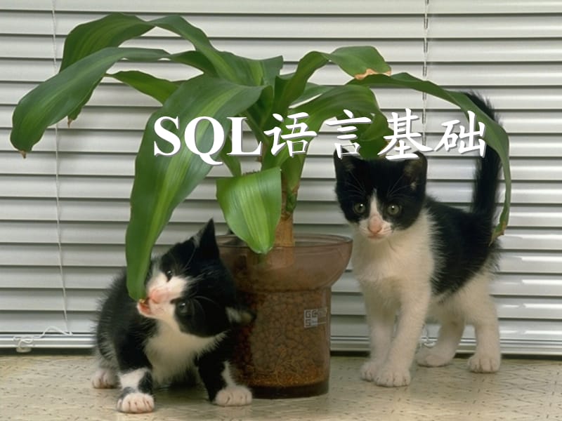 关系数据库标准语言SQL语言基础.ppt_第1页