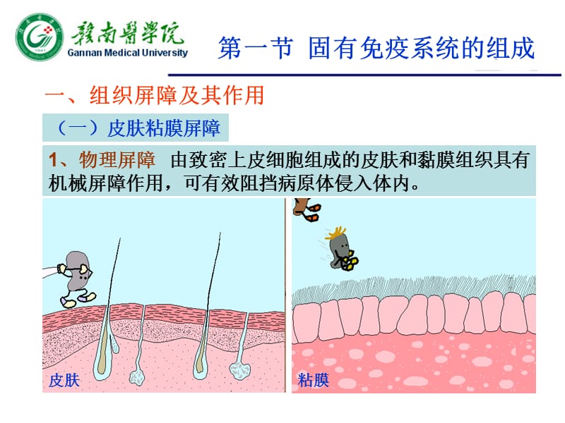 固有免疫系统及其介导的免疫应答.ppt_第3页