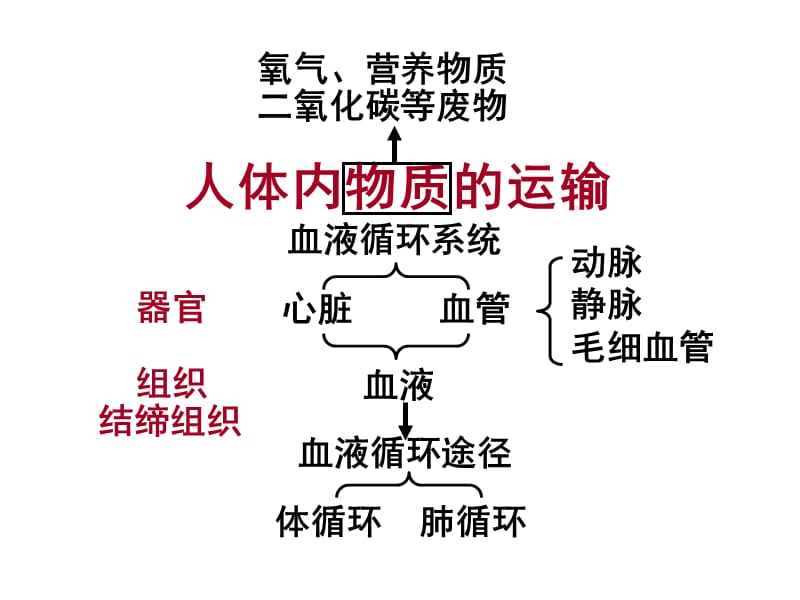 人体内物质的运输复习.ppt_第1页