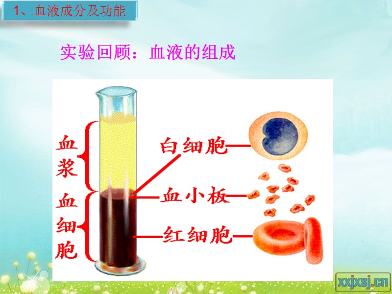 人体内物质的运输复习.ppt_第2页