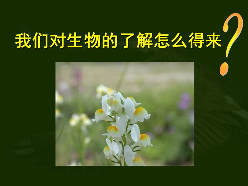 人教版七上《调查我们身边的生物》.ppt_第2页